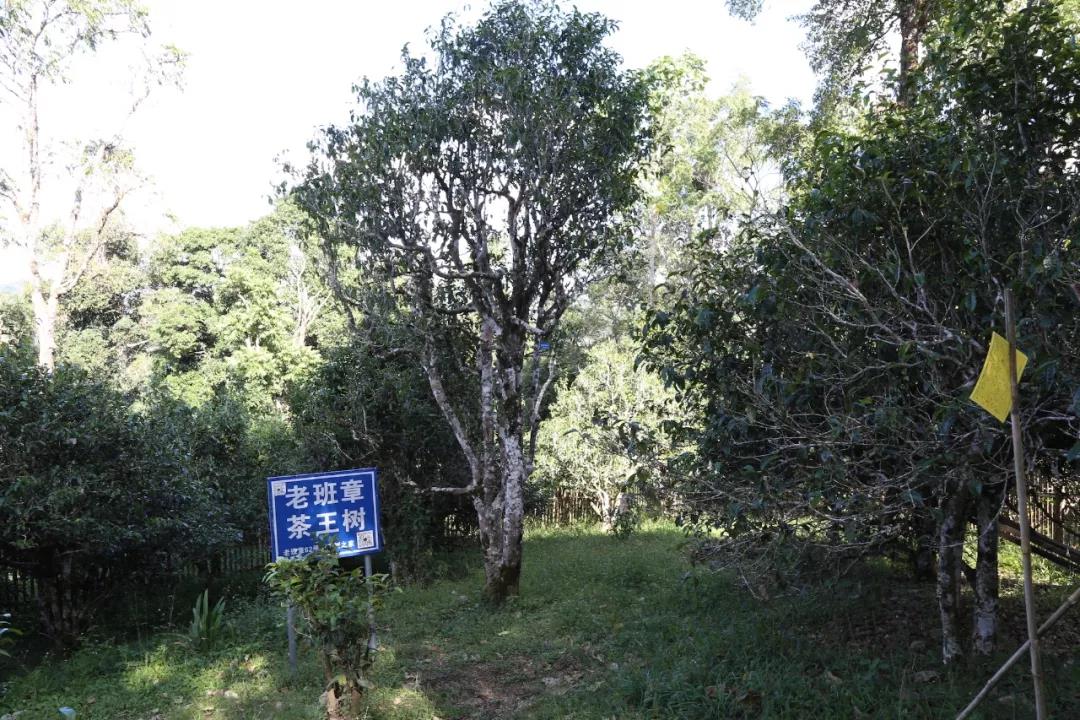 老班章茶王树