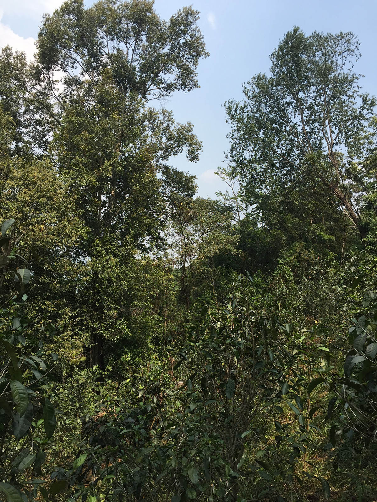 曼松生态茶园