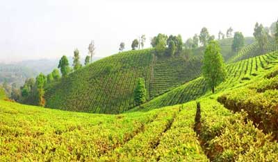七彩云南在勐海县布朗山的万亩茶园
