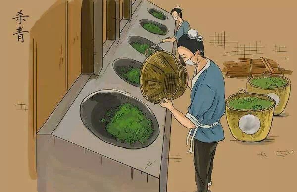 漫画图解普洱茶生茶的制作全过程