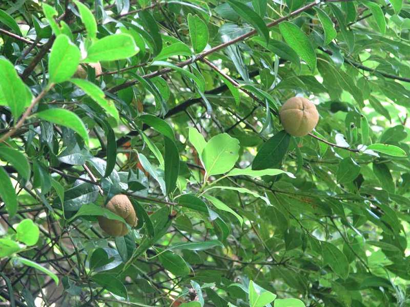 晋宁县双河彝族乡发现大量野生山茶大树