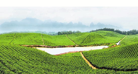 学习立顿打造标准化茶园 浙江夏秋茶产值大增