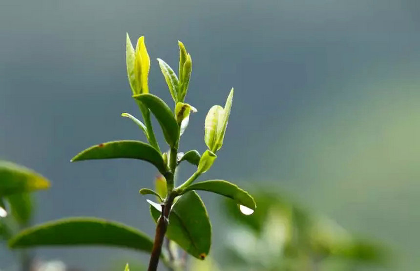 茶叶中的各种“青” “青”字在茶叶中反复出现,即使对茶有一定积累的人,也不一定能完全搞明白,更遑论初接触茶的茶友们,今天八一八茶叶中的各种“青”。 茶青 有叫茶菁,茶鲜叶等,就是茶树鲜叶 不管是手工采摘的单芽、一芽一叶等细嫩的,还是开面叶、对夹叶等成熟的,用来制作茶叶的原料的统称。 杀青 茶叶制作的专业术语 功用上类似于家里炒青菜,道理一样一样的,散失掉水分,散失掉绝大部分青草气,保留一部分就成了茶的