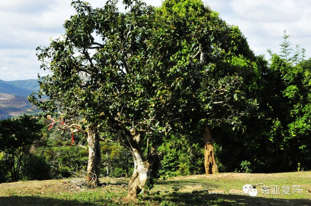 六大茶山走进贺开古茶园感受可以吃的空气