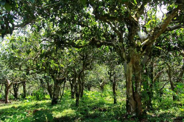 从勐海茶厂到六大茶山普洱茶皇后阮殿蓉11月28日勐海首度开讲
