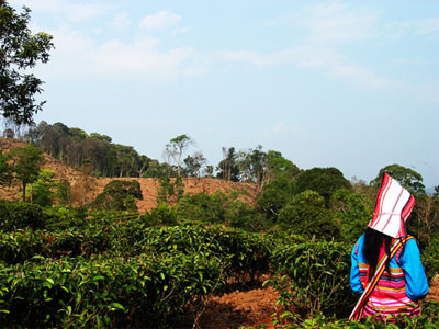 普洱茶古六大茶山之一:攸乐古茶山