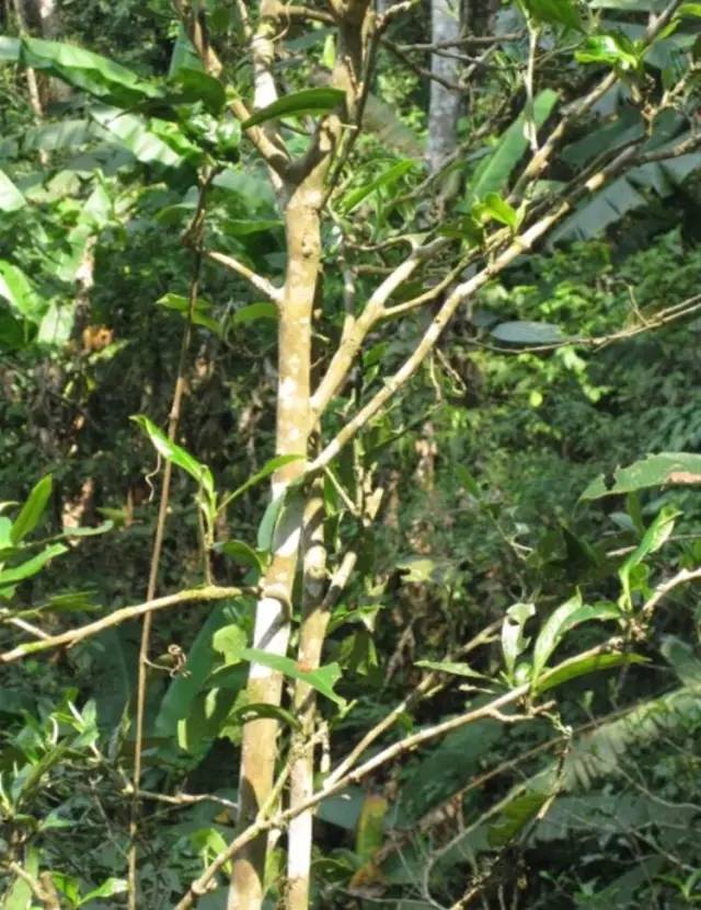 让我黯然的是曼松茶树并没有其他茶山古茶树那般青苔披覆,高大伟岸,就