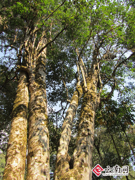 巴达野生"茶树王"近年来,以澜沧江中下游大叶种茶叶为原料加工的普洱