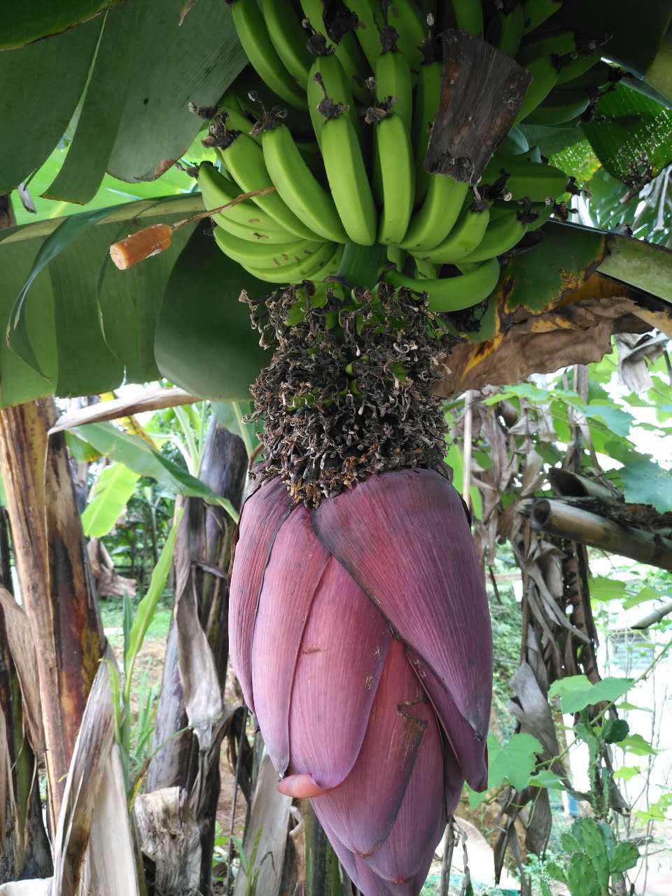 了青色的芭蕉,有的还开着芭蕉花;晒茶场的边上,一棵佛手瓜爬上了围栏