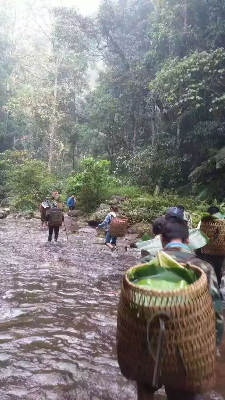 茶农溯溪去茶树的路上