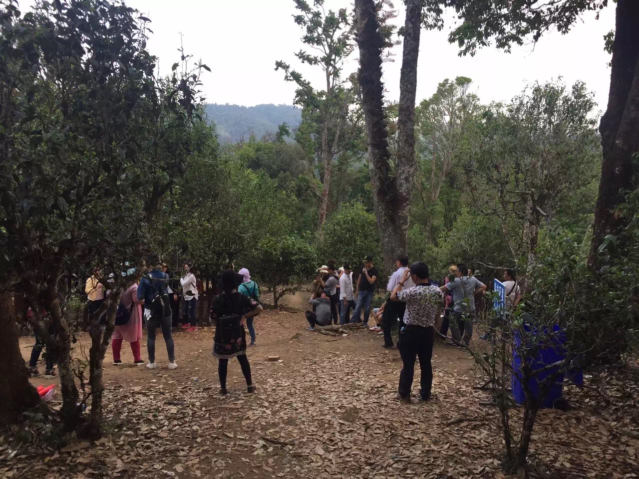 老班章茶王树已成为旅游景点