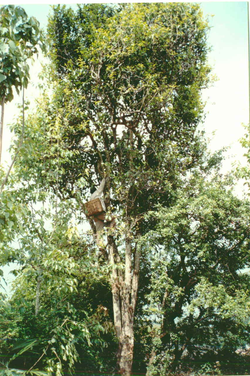 多都是站着随手就采的,云南的古树茶就没这么方便,要爬到高高的茶树上
