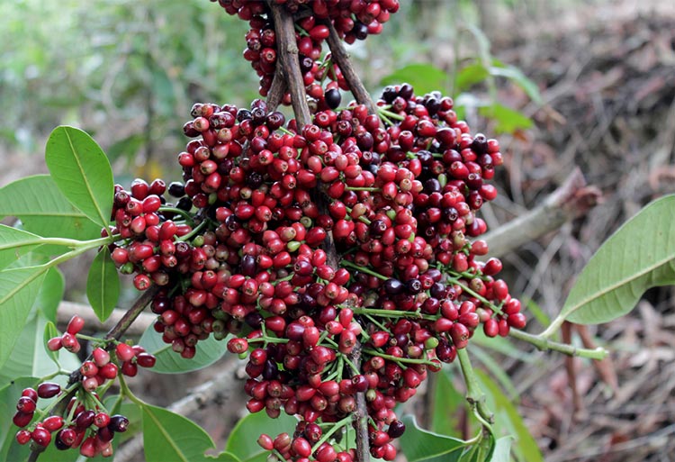 2015年明前春尖古树茶众筹自然生命的采撷